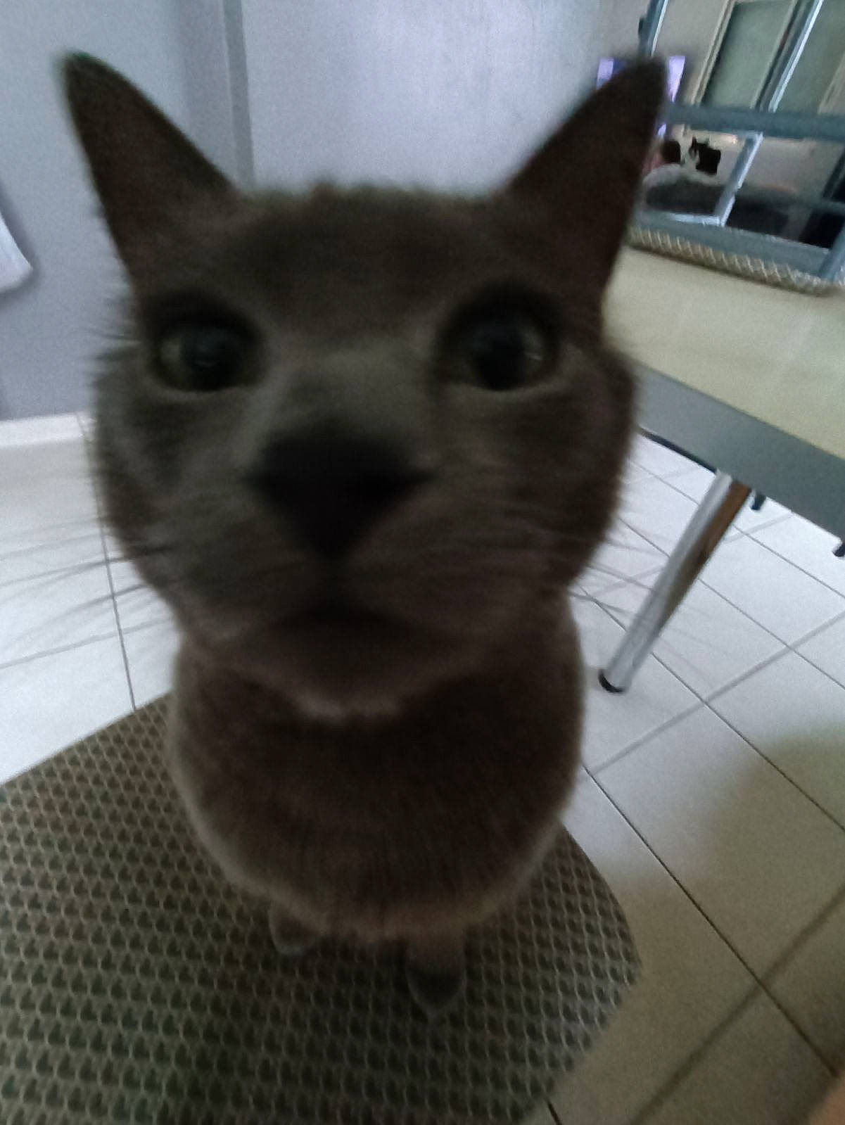 Minou participe au concours pour gagner de l'argent avec cette photo : carnivore, cat, domestic_short_haired_cat, ear, eye, felidae, fur, grey, head, small_to_medium_sized_cats, snout, tail, terrestrial_animal, whiskers