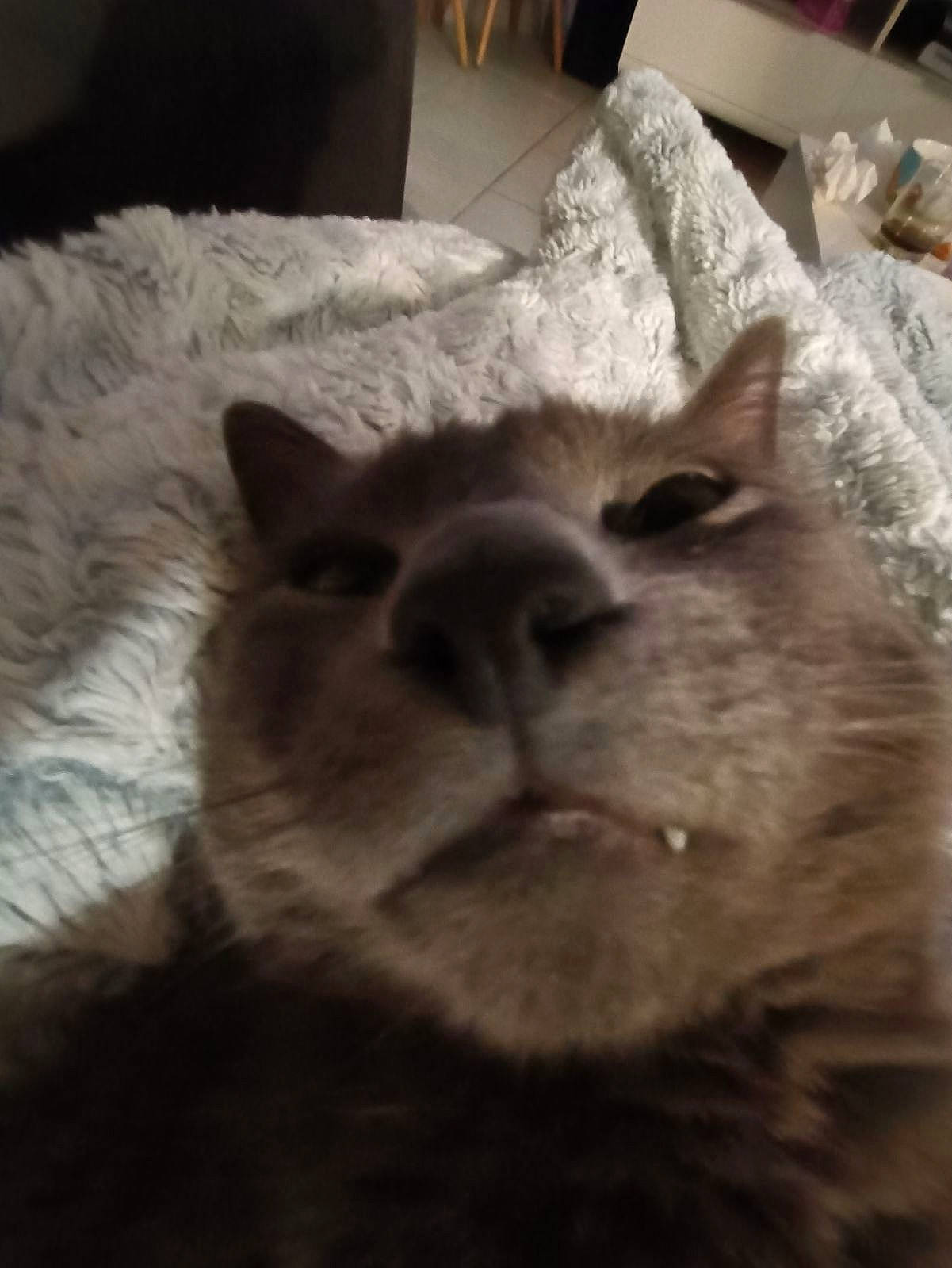 Minou a rejoint le concours — aidez-le/la à gagner de superbes lots ! canidae, carnivore, cat, claw, comfort, dog_breed, domestic_short_haired_cat, fawn, felidae, fur, mammal, nap, paw, sky, sleep, small_to_medium_sized_cats, snout, tail, terrestrial_animal, whiskers