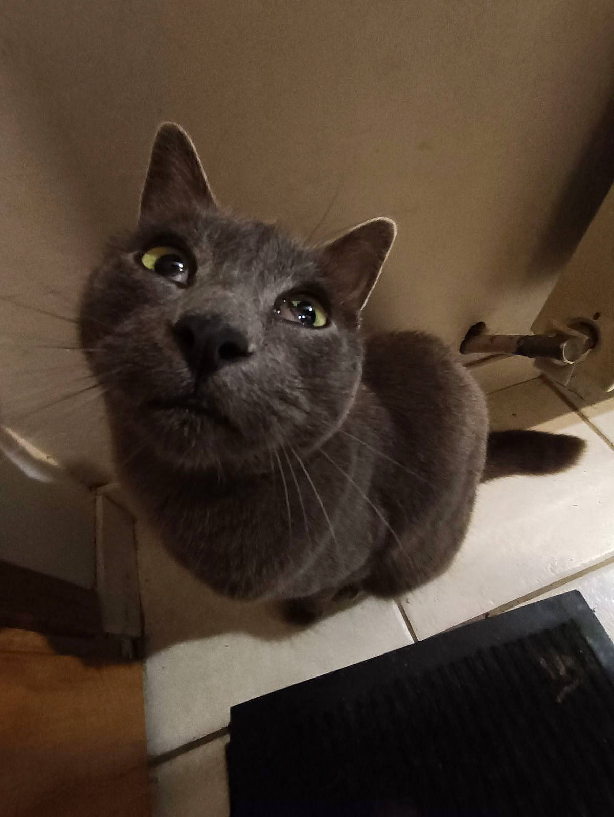 Minou participe au concours pour gagner de l'argent avec cette photo : box, carnivore, cat, domestic_short_haired_cat, felidae, fur, grey, russian_blue, small_to_medium_sized_cats, whiskers