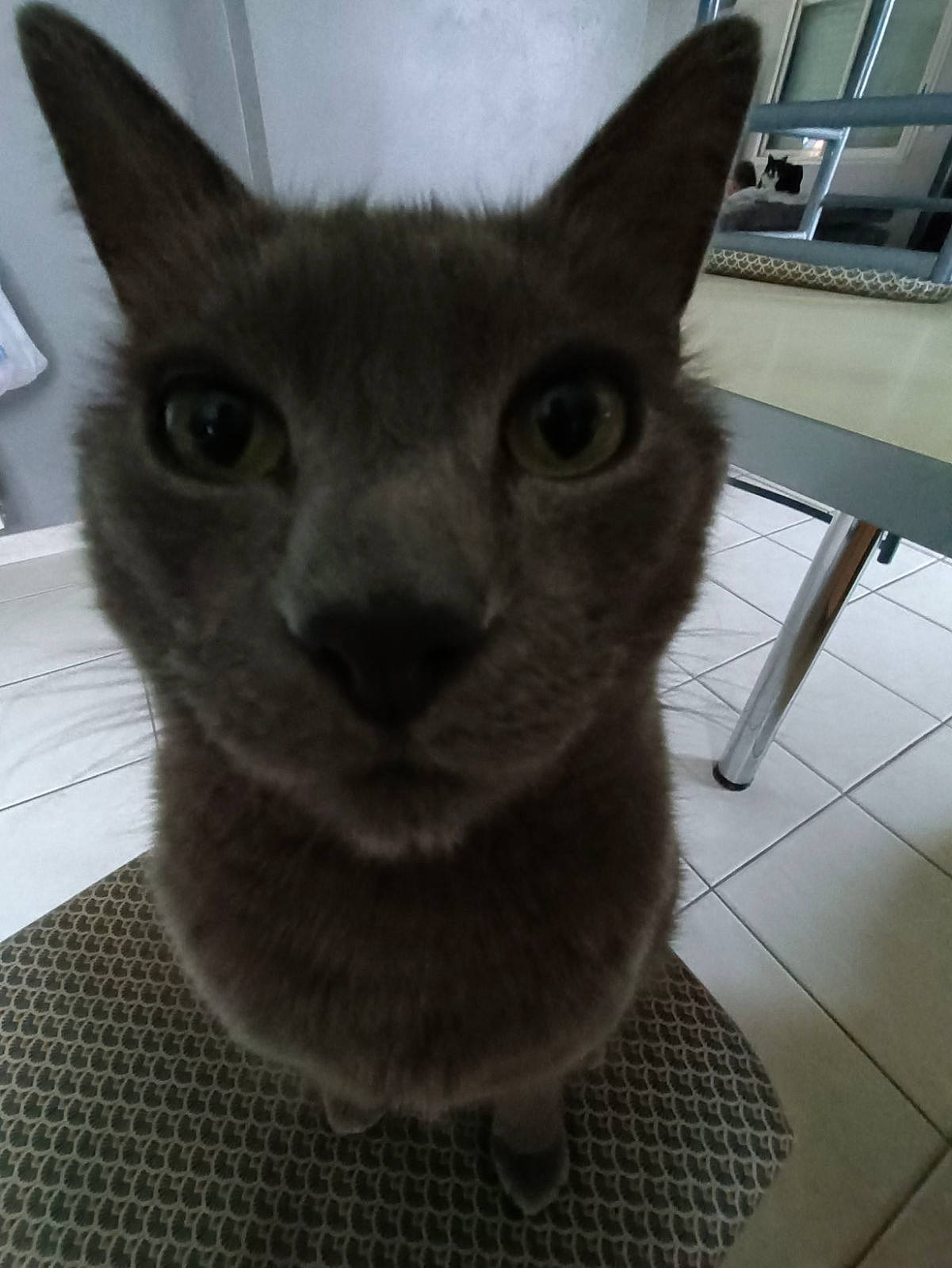 Minou participe au concours pour gagner de l'argent avec cette photo : carnivore, cat, domestic_short_haired_cat, ear, felidae, flooring, fur, grey, russian_blue, small_to_medium_sized_cats, snout, tile_flooring, whiskers, window