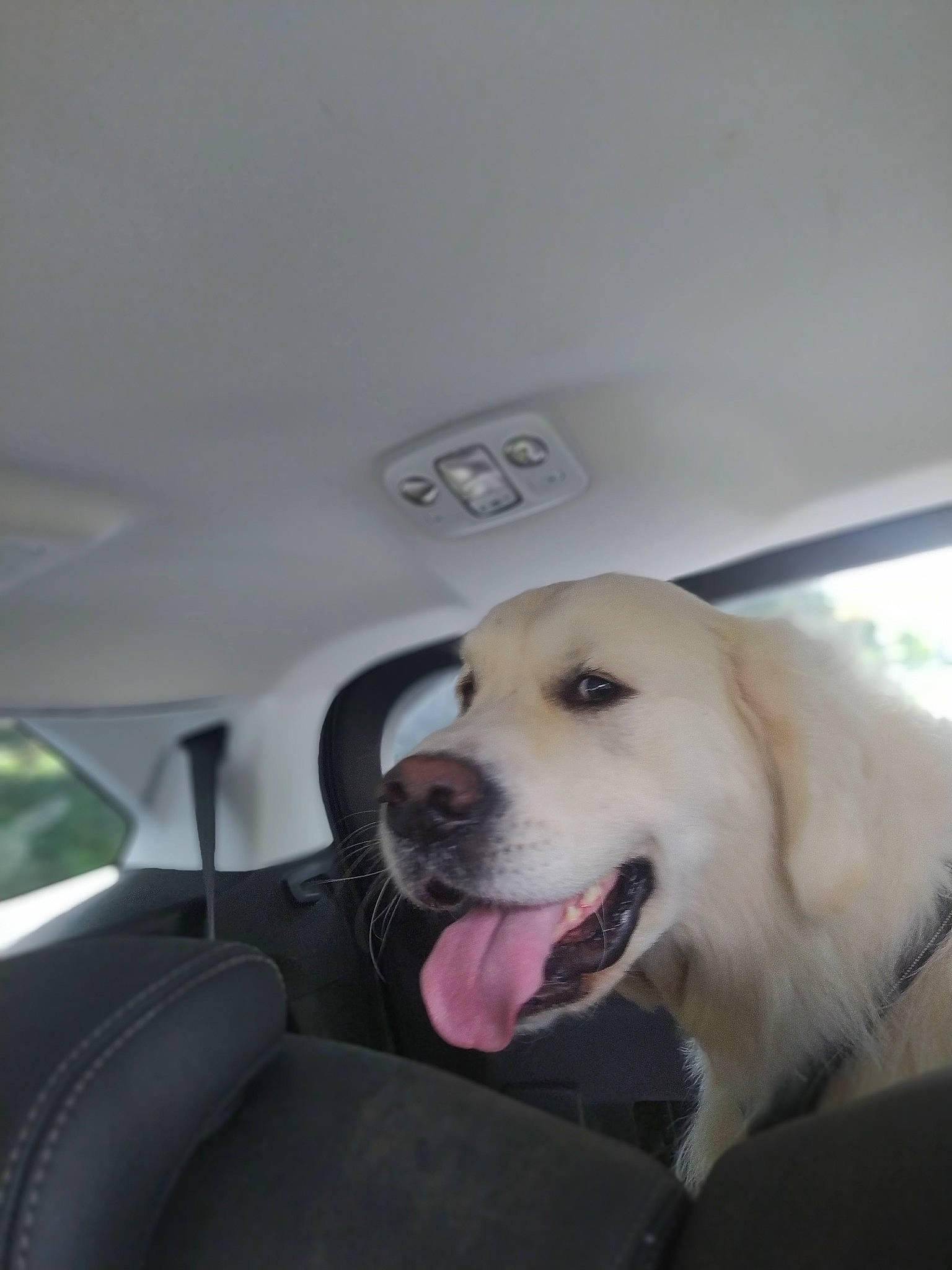 Ridder a rejoint le concours — aidez-le/la à gagner de superbes lots ! canidae, car, car_seat, car_seat_cover, carnivore, companion_dog, dog, dog_breed, family_car, fang, great_pyrenees, livestock_guardian_dog, maremma_sheepdog, pet_supply, polish_tatra_sheepdog, retriever, smile, vehicle, whiskers, working_animal