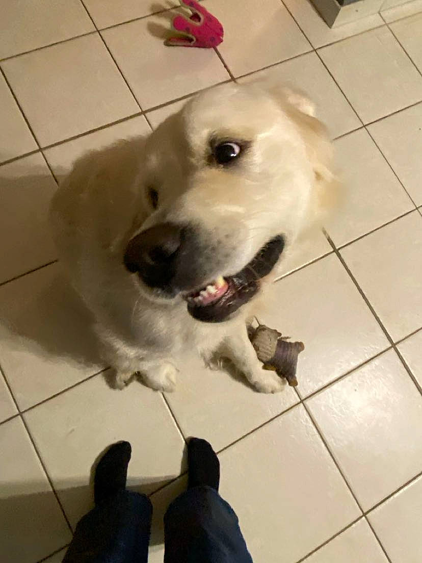 Ridder participe au concours pour gagner de l'argent avec cette photo : carnivore, companion_dog, dog, dog_breed, dog_supply, fang, fawn, floor, flooring, fur, great_pyrenees, paw, pet_supply, retriever, smile, tile, tile_flooring, whiskers, white, working_animal