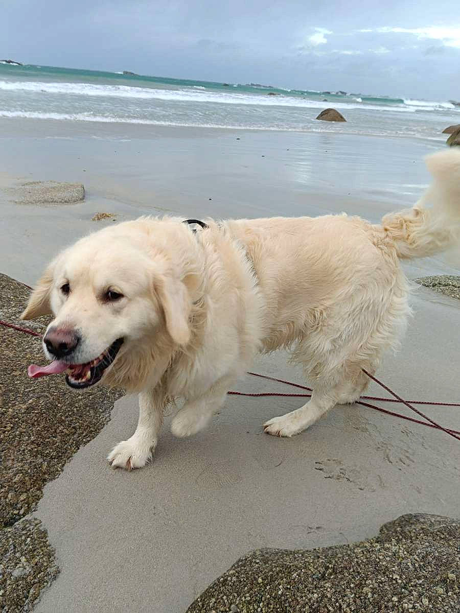 Ridder participe au concours pour gagner de l'argent avec cette photo : beach, carnivore, cloud, coast, collar, companion_dog, dog, dog_breed, dog_collar, gun_dog, lake, ocean, sea, sky, sporting_group, vertebrate, water, working_animal, working_dog