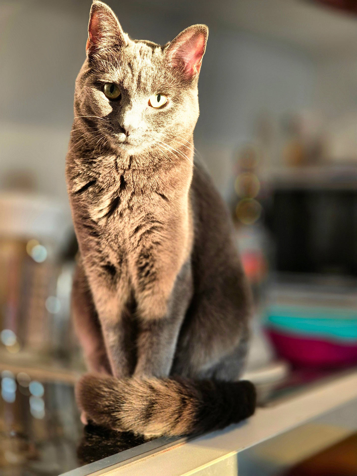 animal_portrait, blurred_background, calm, cat, close_up, cozy, domestic_animal, ears, eyes, feline, gray_cat, household, indoor, pet, reflective_surface, sitting, soft_fur, sunlight, tail, whiskers