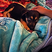 Lady joined the competition — help win amazing prizes! puppy, dog, blanket, hand, cozy, comfort, indoor, pet, cute, fur, resting, animal, soft, warm, snuggle, young, black, tan, carpet, relaxation
