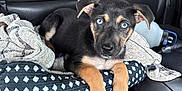 Lady joined the competition — help win amazing prizes! puppy, dog, blue_eyes, black_fur, tan_paws, car_seat, leather_seat, blanket, cushion, pet_bed, pet, animal, cute, young_dog, domestic_animal, indoor, resting, looking_at_camera, close_up, portrait