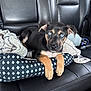 puppy, dog, blue_eyes, black_fur, tan_paws, car_seat, leather_seat, blanket, cushion, pet_bed, pet, animal, cute, young_dog, domestic_animal, indoor, resting, looking_at_camera, close_up, portrait