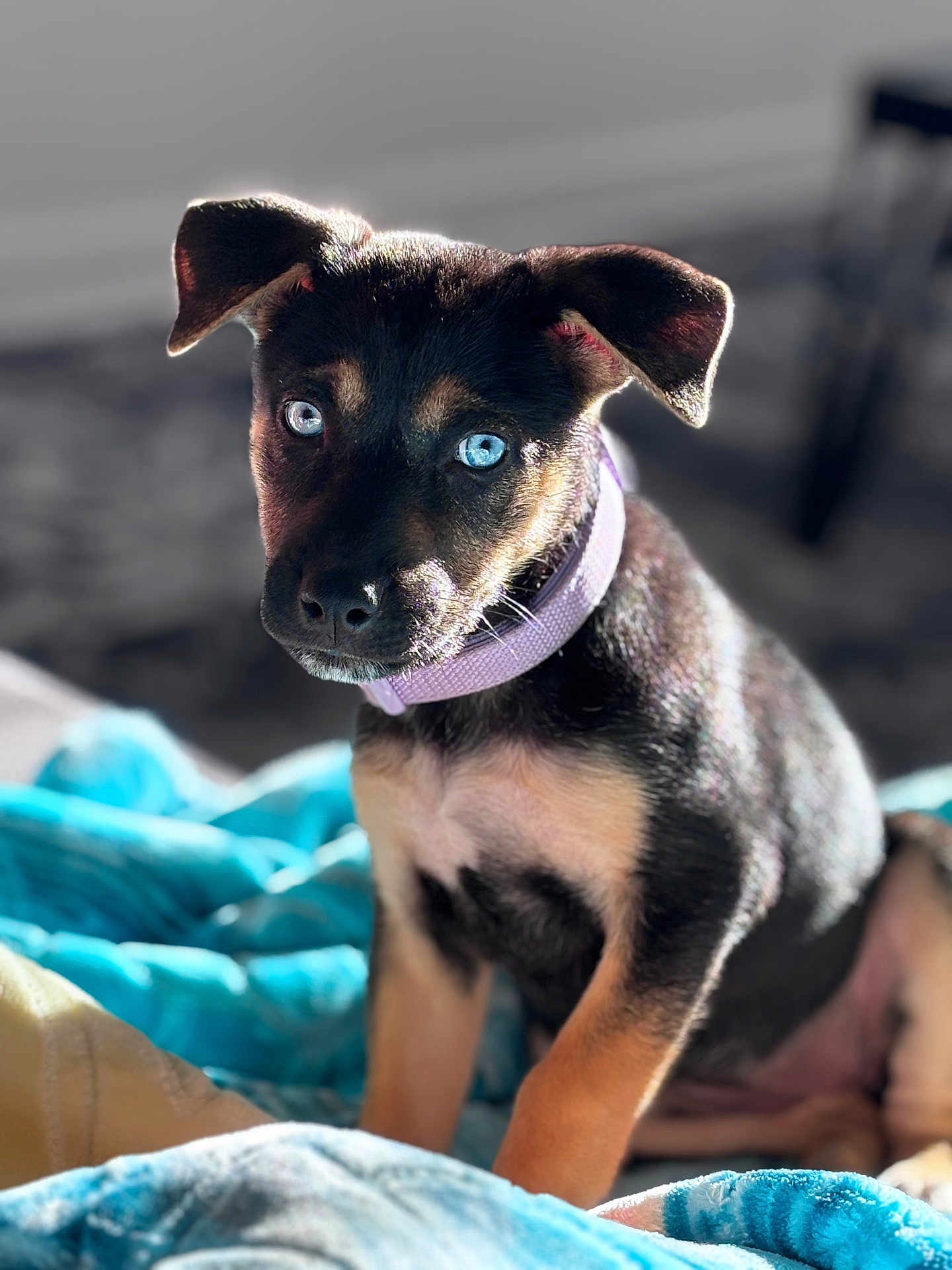 Lady is registered to the contest to win money with this photo: puppy, dog, blue_eyes, collar, pet, animal, fur, cute, indoor, blanket, sitting, portrait, young_dog, focus, soft_light, cozy, domestic, ears, face, looking
