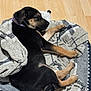 Lady joined the competition — help win amazing prizes! puppy, dog, sleeping, blanket, bed, wooden_floor, cozy, pet, resting, fur, black_and_tan, domestic_animal, young_dog, indoors, cute, animal, relaxing, comfortable, canine, nap_time