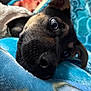 Lady joined the competition — help win amazing prizes! puppy, dog, close_up, blanket, blue_blanket, soft, cozy, ears, eyes, fur, sleeping, resting, indoors, cute, young_dog, pet, animal, portrait, warm, snug