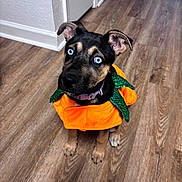 Lady joined the competition — help win amazing prizes! adorable, animal, black_and_tan, blue_eyes, collar, costume, cute, dog, ears, floor, flooring, home, indoor, looking_up, orange, pet, puppy, sitting, wooden_floor, young_dog