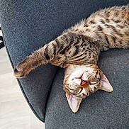 Isis a rejoint le concours — aidez-le/la à gagner de superbes lots ! cat, tabby, sleeping, paw, couch, furniture, indoor, pet, relaxing, cozy, striped, fur, whiskers, ears, animal, mammal, rest, domestic, cute, nap