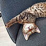 cat, tabby, sleeping, paw, couch, furniture, indoor, pet, relaxing, cozy, striped, fur, whiskers, ears, animal, mammal, rest, domestic, cute, nap