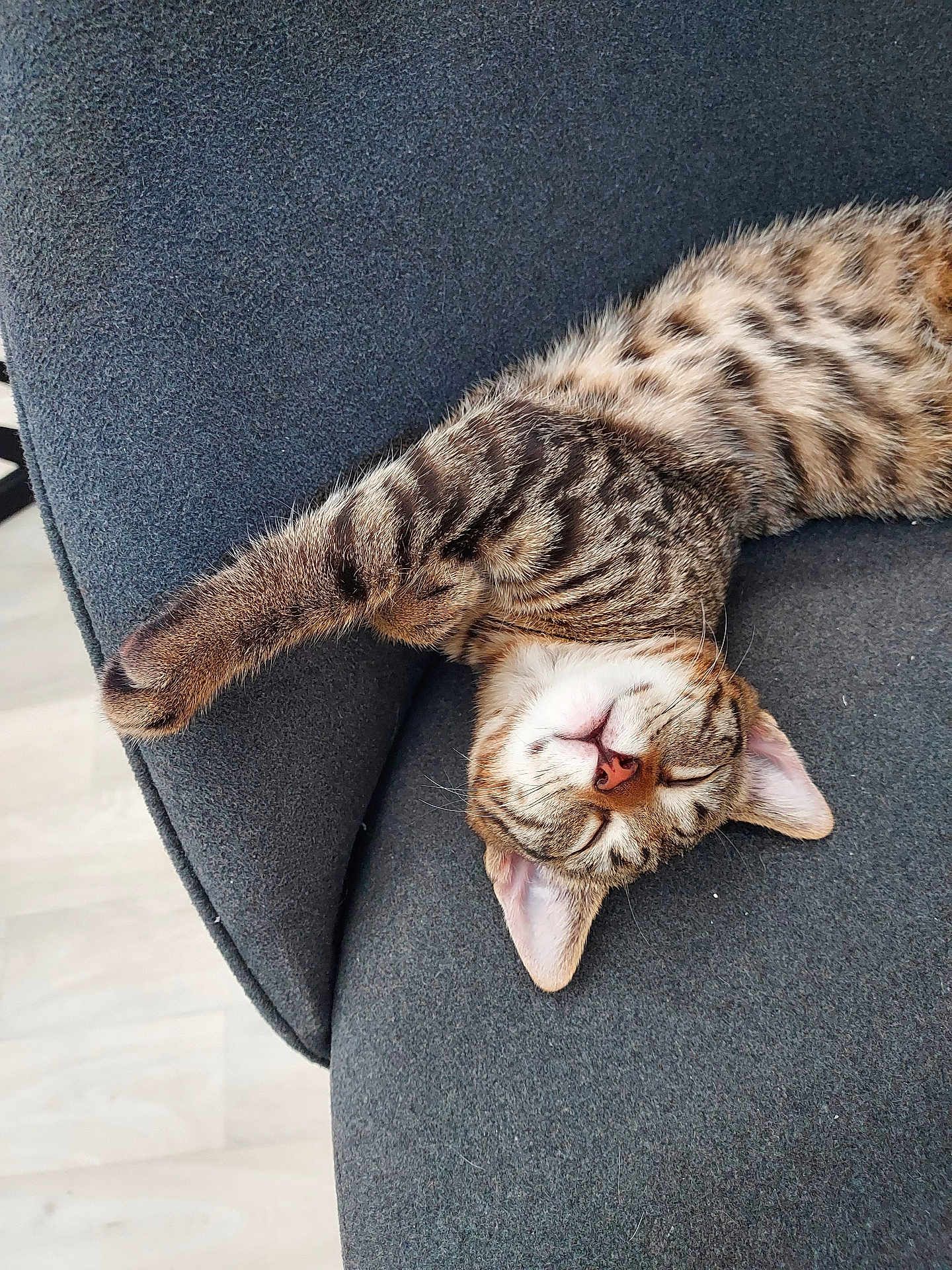 Isis a rejoint le concours — aidez-le/la à gagner de superbes lots ! cat, tabby, sleeping, paw, couch, furniture, indoor, pet, relaxing, cozy, striped, fur, whiskers, ears, animal, mammal, rest, domestic, cute, nap