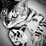 cat, close_up, black_and_white, feline, whiskers, paw, eyes, fur, animal, pet, portrait, texture, macro, domestic_animal, relaxed, soft_focus, striped, spotted, muzzle, curious