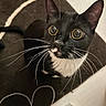 Twea is registered to the contest to win money with this photo: cat, tuxedo_cat, black_and_white, feline, pet, whiskers, wide_eyes, golden_eyes, pointed_ears, animal, portrait, close_up, indoor, floor, carpet, cable, curious, staring, dramatic_lighting, photography