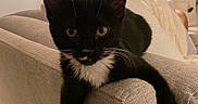 Twea is registered to the contest to win money with this photo: cat, tuxedo_cat, kitten, black_and_white, pet, animal, sitting, lounging, paw, whiskers, ears, eyes, indoor, living_room, armchair, furniture, lamp, cushions, portrait, home_decor
