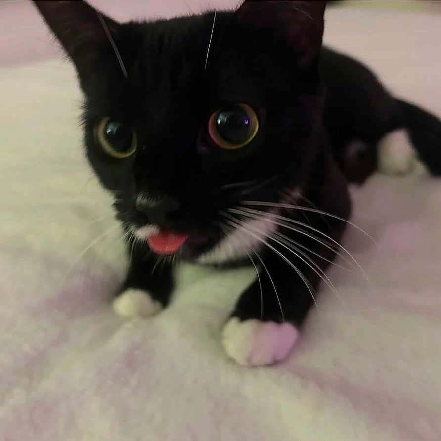 Twea is registered to the contest to win money with this photo: cat, tuxedo_cat, black_fur, white_fur, white_paws, animal, pet, kitten, whiskers, green_eyes, open_mouth, tongue, crouching, lying_down, blanket, indoor, close_up, portrait, cute, funny