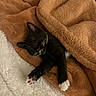 Twea joined the competition — help win amazing prizes! kitten, cat, black_and_white, sleeping, sleepy, blanket, fleece, cozy, indoor, pet, animal, paws, whiskers, closed_eyes, relaxed, cuddly, warm, soft, portrait, nap