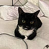 cat, tuxedo_cat, black_and_white, pet, animal, whiskers, green_eyes, yellow_eyes, pointed_ears, sitting, bed, bedroom, bedding, pillows, headboard, indoor, portrait, charging_cable, cozy, alert