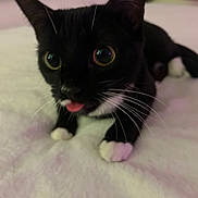 Twea joined the competition — help win amazing prizes! cat, black_cat, white_paws, pink_tongue, whiskers, wide_eyes, animal, pet, feline, close_up, portrait, lying_down, blanket, bed, indoors, playful, curious, soft_lighting, black_and_white, cute