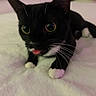 cat, black_cat, white_paws, pink_tongue, whiskers, wide_eyes, animal, pet, feline, close_up, portrait, lying_down, blanket, bed, indoors, playful, curious, soft_lighting, black_and_white, cute