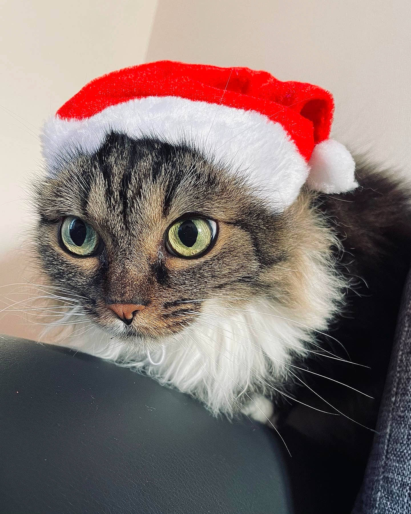 Tequila a rejoint le concours — aidez-le/la à gagner de superbes lots ! cap, carnivore, cat, cat_bed, claw, costume_hat, domestic_short_haired_cat, event, fawn, felidae, fur, fur_clothing, hat, holiday, moustache, paw, small_to_medium_sized_cats, tail, terrestrial_animal, whiskers