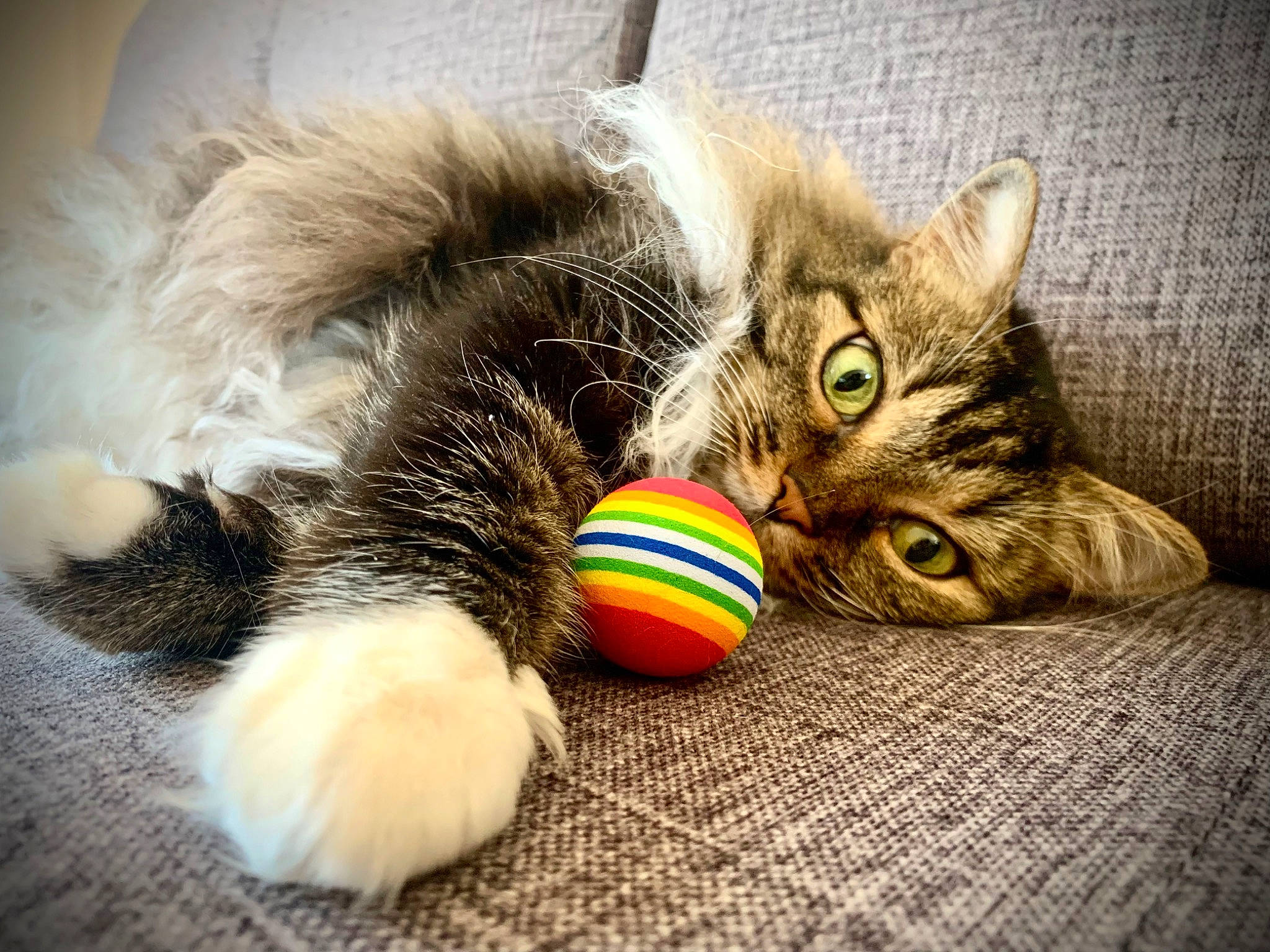 Tequila participe au concours pour gagner de l'argent avec cette photo : carnivore, cat, cat_toy, claw, comfort, domestic_short_haired_cat, fawn, felidae, flooring, foot, fur, paw, photo_caption, small_to_medium_sized_cats, snout, tail, toy, whiskers, wood