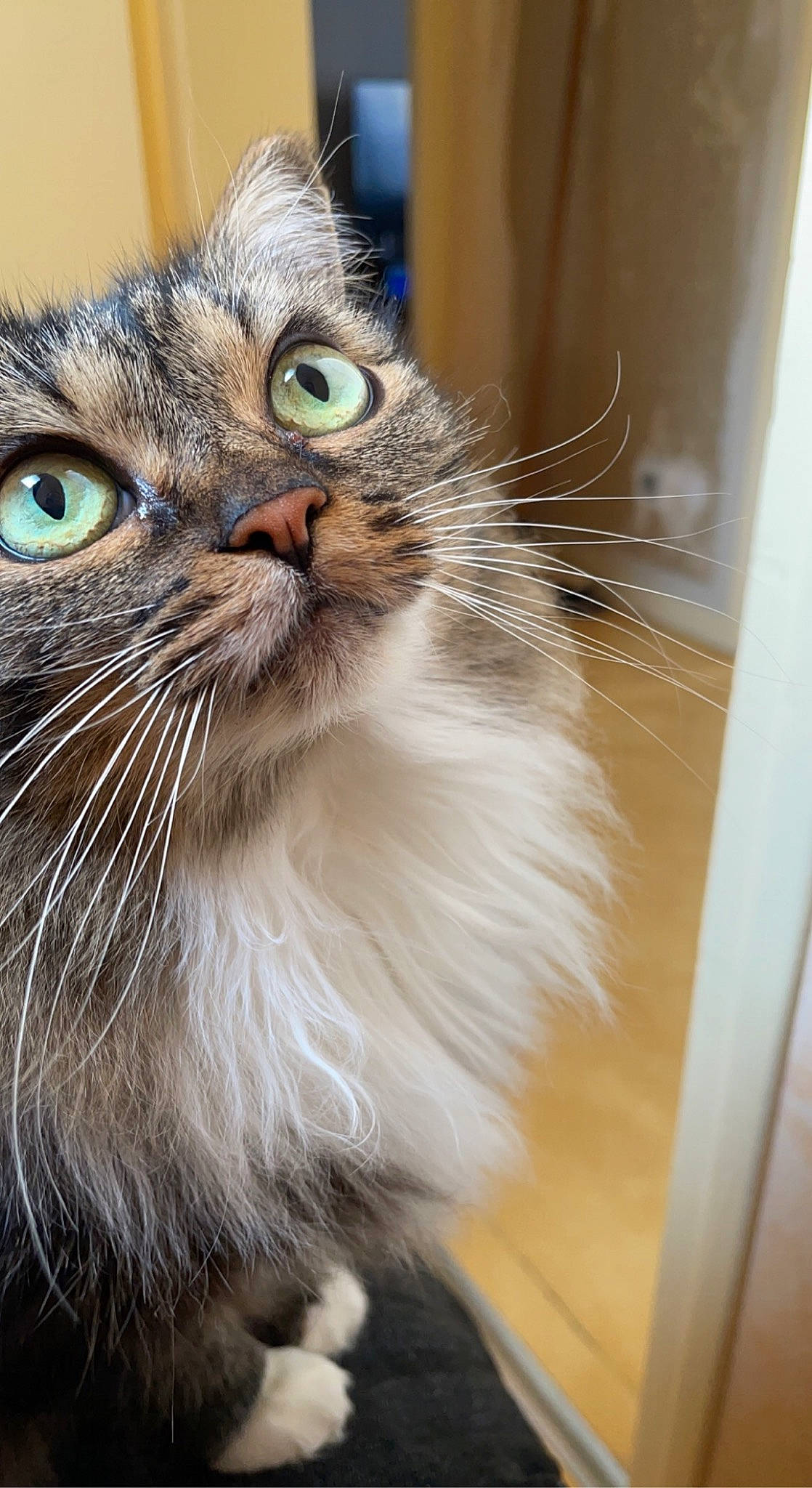 Tequila participe au concours pour gagner de l'argent avec cette photo : carnivore, cat, claw, domestic_short_haired_cat, felidae, fur, hair, iris, small_to_medium_sized_cats, snout, terrestrial_animal, whiskers, window