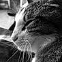 Djelly a rejoint le concours — aidez-le/la à gagner de superbes lots ! black, black_and_white, cat, cat_like_mammal, close_up, domestic_short_haired_cat, eye, fauna, fur, mammal, monochrome, monochrome_photography, nose, organ, photography, small_to_medium_sized_cats, snapshot, snout, tabby_cat, whiskers