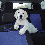 Aiko a rejoint le concours — aidez-le/la à gagner de superbes lots ! dog, puppy, car_interior, seat_cover, purple, black, butterfly, pet, animal, white_fur, relaxed, backseat, window, headrest, cute, domestic_animal, young_dog, indoors, paw, nose