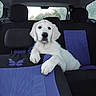 dog, puppy, car_interior, seat_cover, purple, black, butterfly, pet, animal, white_fur, relaxed, backseat, window, headrest, cute, domestic_animal, young_dog, indoors, paw, nose