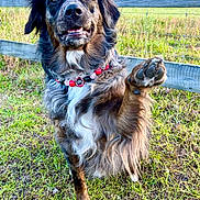 Fenway joined the competition — help win amazing prizes! dog, paw, collar, fence, grass, outdoor, animal, pet, happy, canine, nature, field, beads, brown, black, white, fur, muzzle, ears, portrait