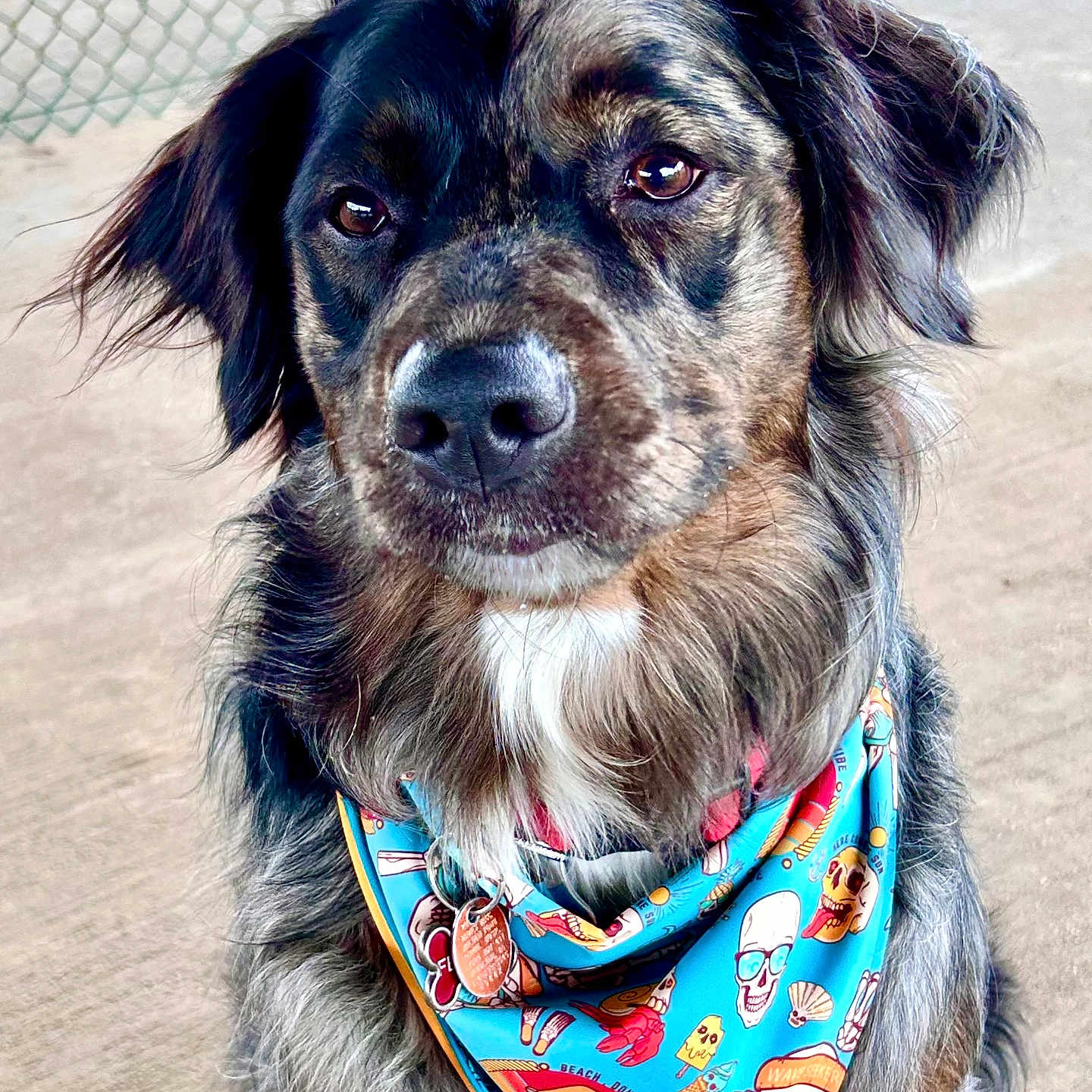 Fenway joined the competition — help win amazing prizes! dog, bandana, blue, portrait, outdoor, pet, animal, fur, ears, collar, leash, chain_link_fence, brown, black, white, snout, eyes, canine, cute, closeup