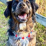 Fenway joined the competition — help win amazing prizes! dog, outdoor, grass, fence, necklace, happy, smiling, pet, animal, brown_fur, black_fur, white_fur, closeup, portrait, sunlight, nature, friendly, canine, beads, collar