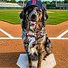 Fenway joined the competition — help win amazing prizes! dog, baseball_field, home_plate, cap, outdoor, grass, sport, pet, animal, collar, sunny, daytime, stadium, smiling, sitting, brown_fur, black_fur, white_markings, blue_sky, recreation
