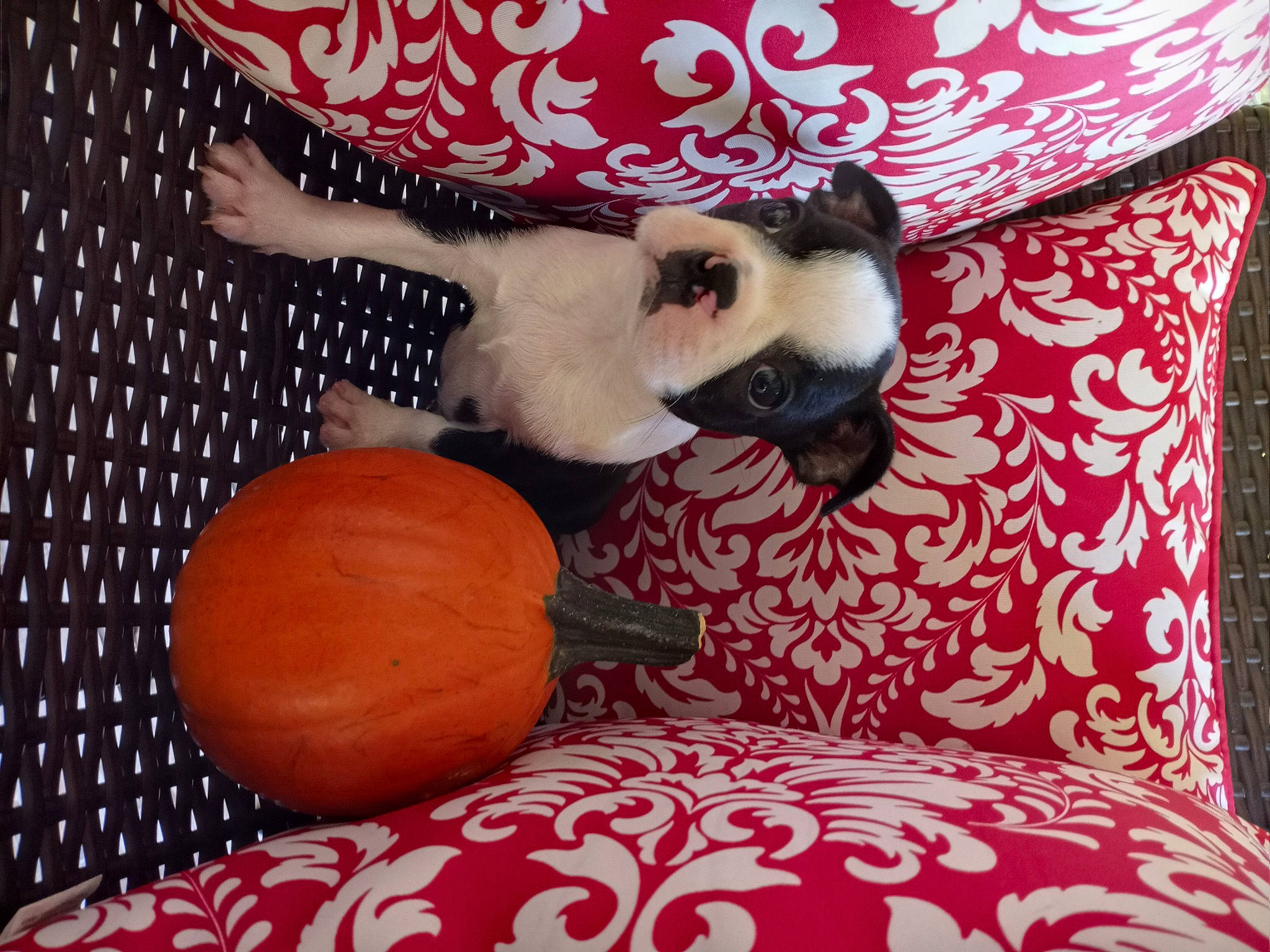 Bindi is registered to the contest to win money with this photo: calabaza, carnivore, comfort, companion_dog, cucurbita, dog, dog_breed, dog_supply, fawn, felidae, gourd, linens, pattern, pumpkin, small_to_medium_sized_cats, snout, sporting_group, toy_dog, whiskers, winter_squash