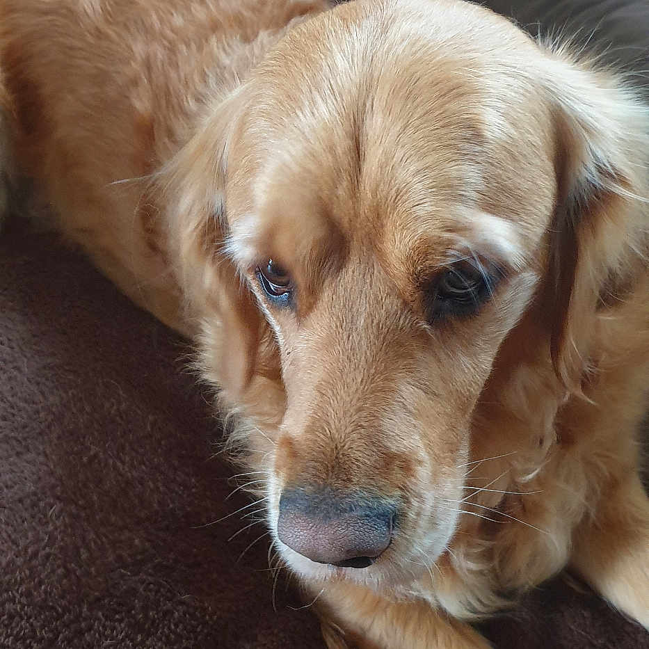 Tracy participe au concours pour gagner de l'argent avec cette photo : dog, golden_retriever, pet, animal, bed, indoor, brown, fur, canine, resting, toy, cozy, comfort, floor, tile, portrait, domestic, cute, companion, relaxed