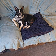 Winston joined the competition — help win amazing prizes! alert, animal, black_and_white, boston_terrier, canine, carpet, companion, couch, cute, dog, domestic_animal, fabric, furniture, home, indoor, living_room, pet, pillow, relaxed, resting