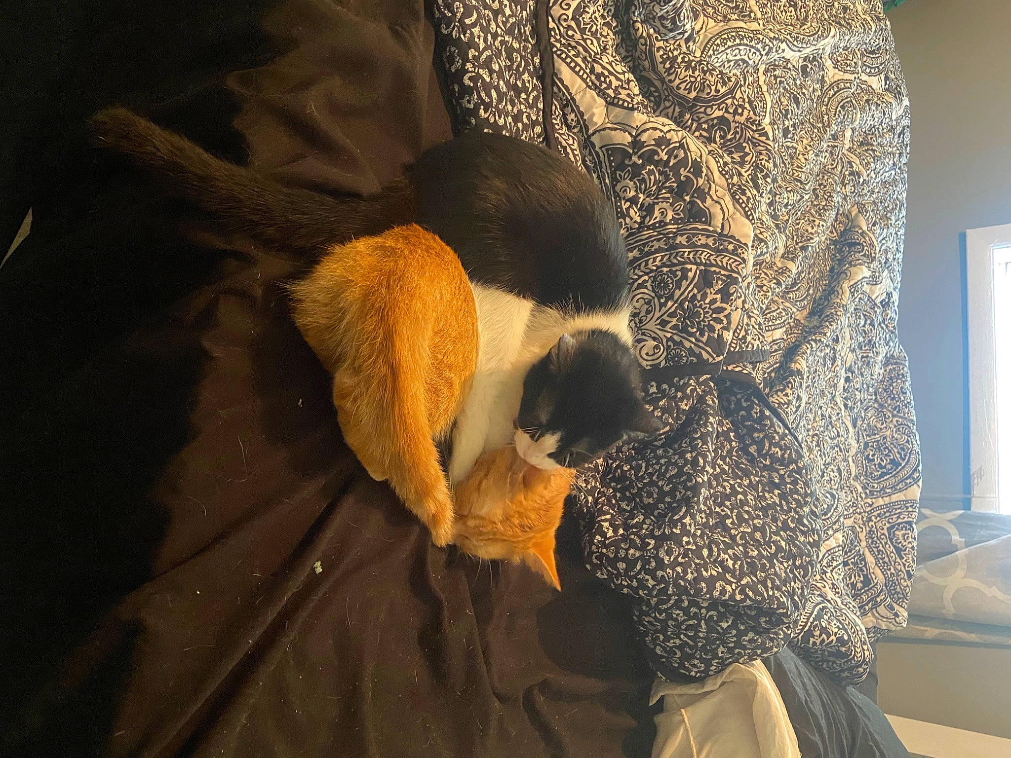 Bisky joined the competition — help win amazing prizes! art, bedding, comfort, companion_dog, fawn, felidae, flooring, fur, linens, pattern, picture_frame, room, small_to_medium_sized_cats, sporting_group, tail, tints_and_shades, toy, visual_arts, whiskers, wood