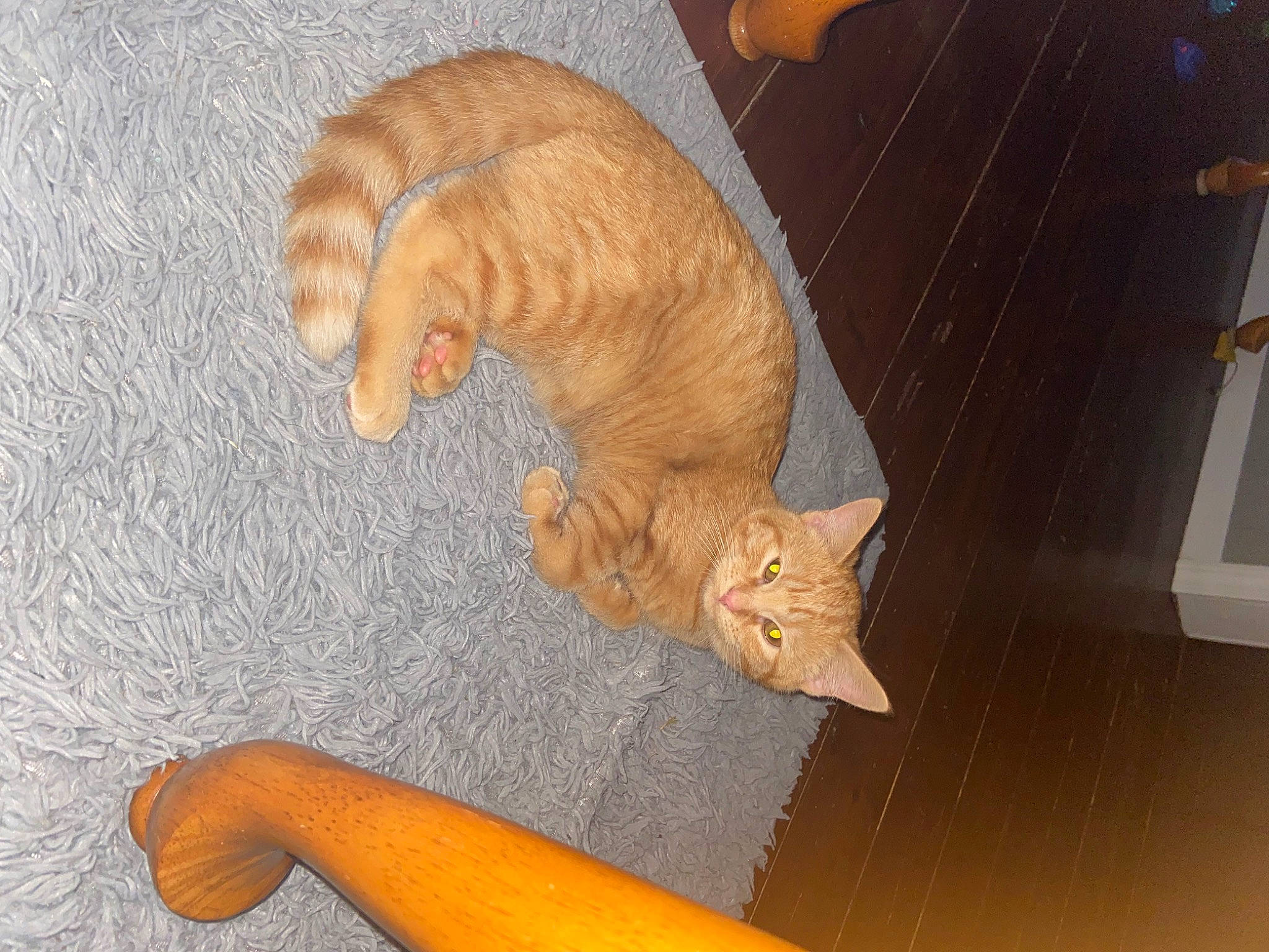 Pickles joined the competition — help win amazing prizes! brown, carnivore, cat, comfort, domestic_short_haired_cat, fawn, felidae, floor, flooring, foot, fur, hardwood, paw, small_to_medium_sized_cats, snout, tail, varnish, whiskers, wood, wood_stain