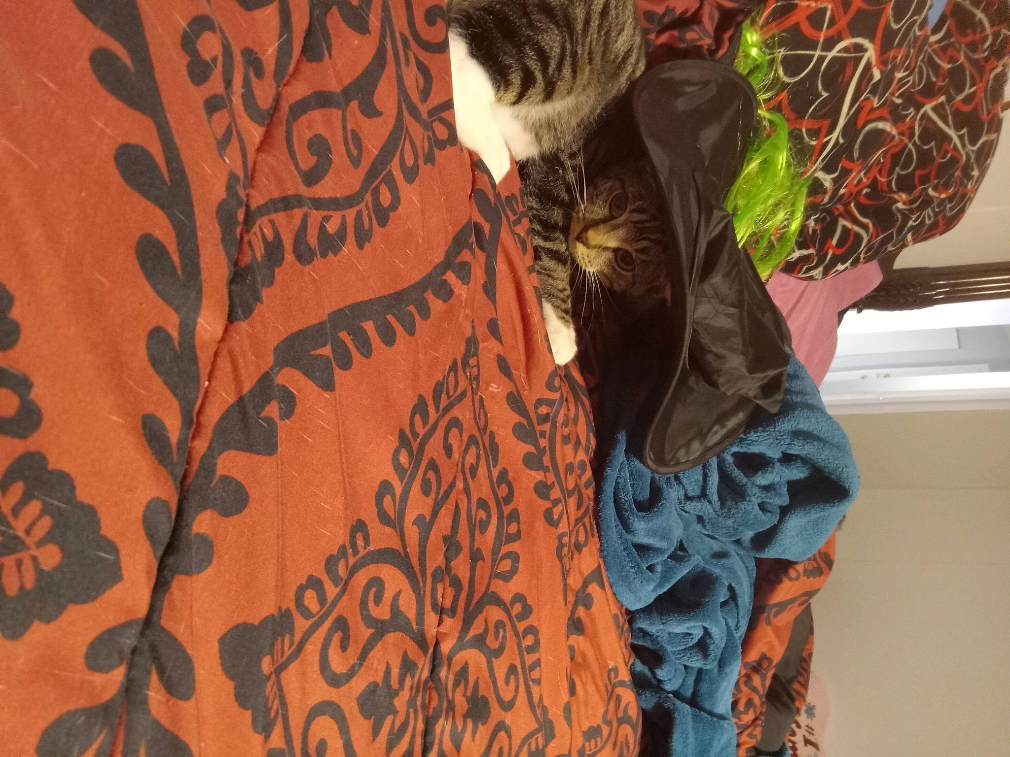 Bootsie is registered to the contest to win money with this photo: beard, black_hair, event, eyewear, fashion_design, felidae, flooring, fur, human_body, human_leg, long_hair, neck, orange, pattern, peach, shoulder, sleeve, sunglasses, tree, visual_arts