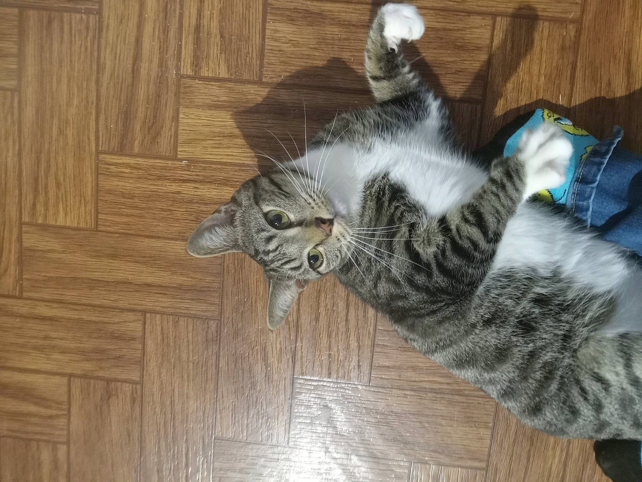 Bootsie is registered to the contest to win money with this photo: carnivore, cat, comfort, domestic_short_haired_cat, felidae, floor, flooring, fur, grey, hardwood, laminate_flooring, paw, plank, small_to_medium_sized_cats, tail, varnish, whiskers, wood, wood_flooring, wood_stain