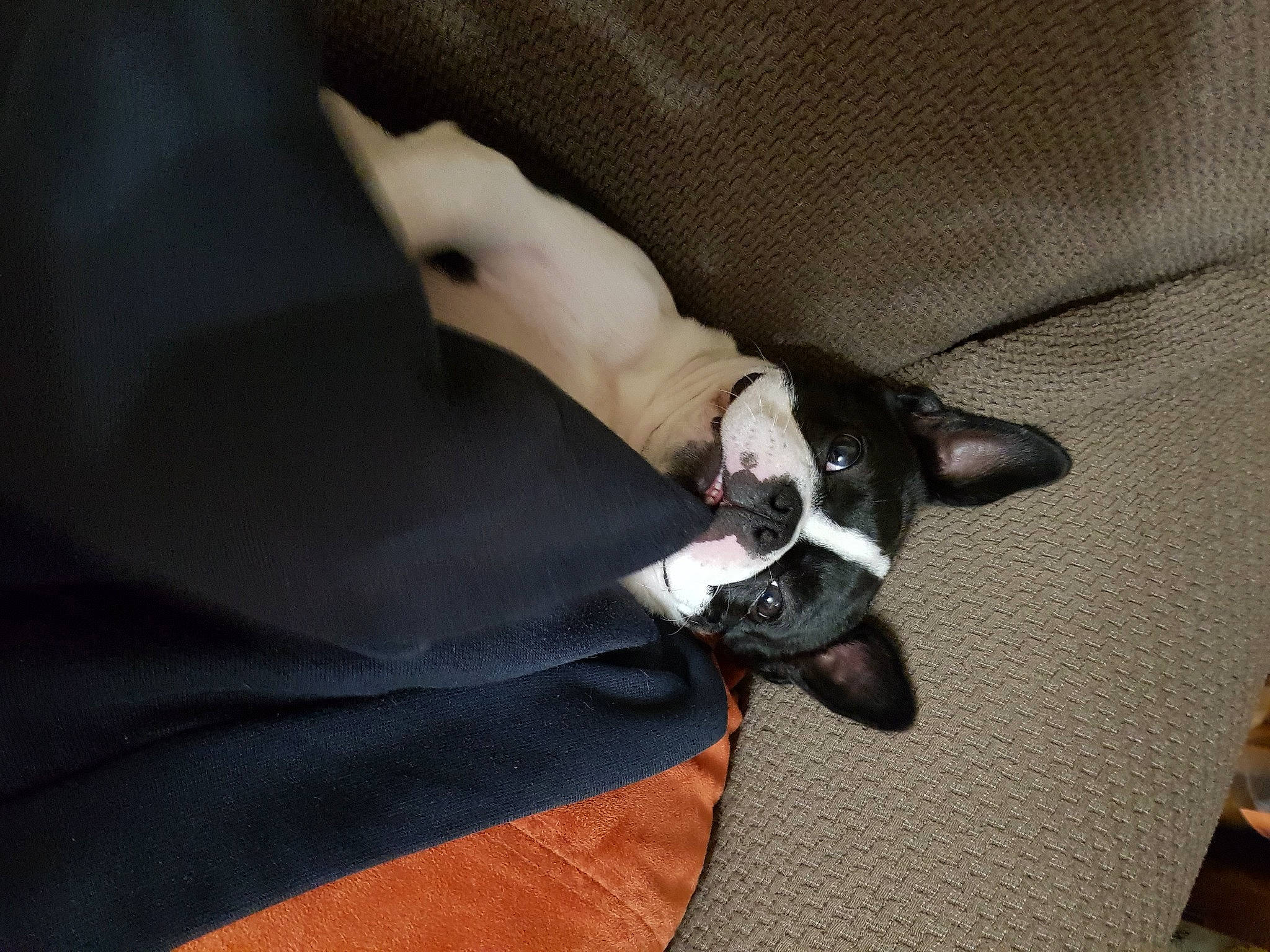 Nino Rockfou Lezgranzoreills a rejoint le concours — aidez-le/la à gagner de superbes lots ! canidae, carnivore, comfort, companion_dog, dog, dog_breed, fashion_accessory, felidae, finger, formal_wear, gesture, hardwood, human_leg, knee, linens, nail, sleeve, sporting_group, strap, wrist