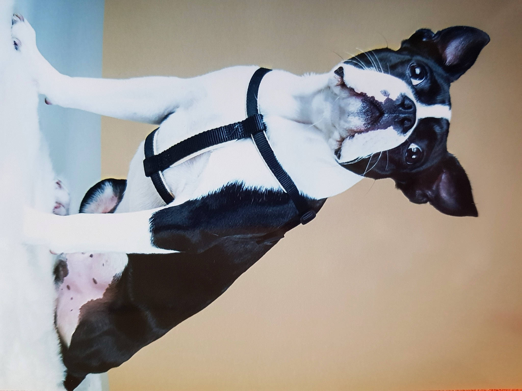 Nino Rockfou Lezgranzoreills