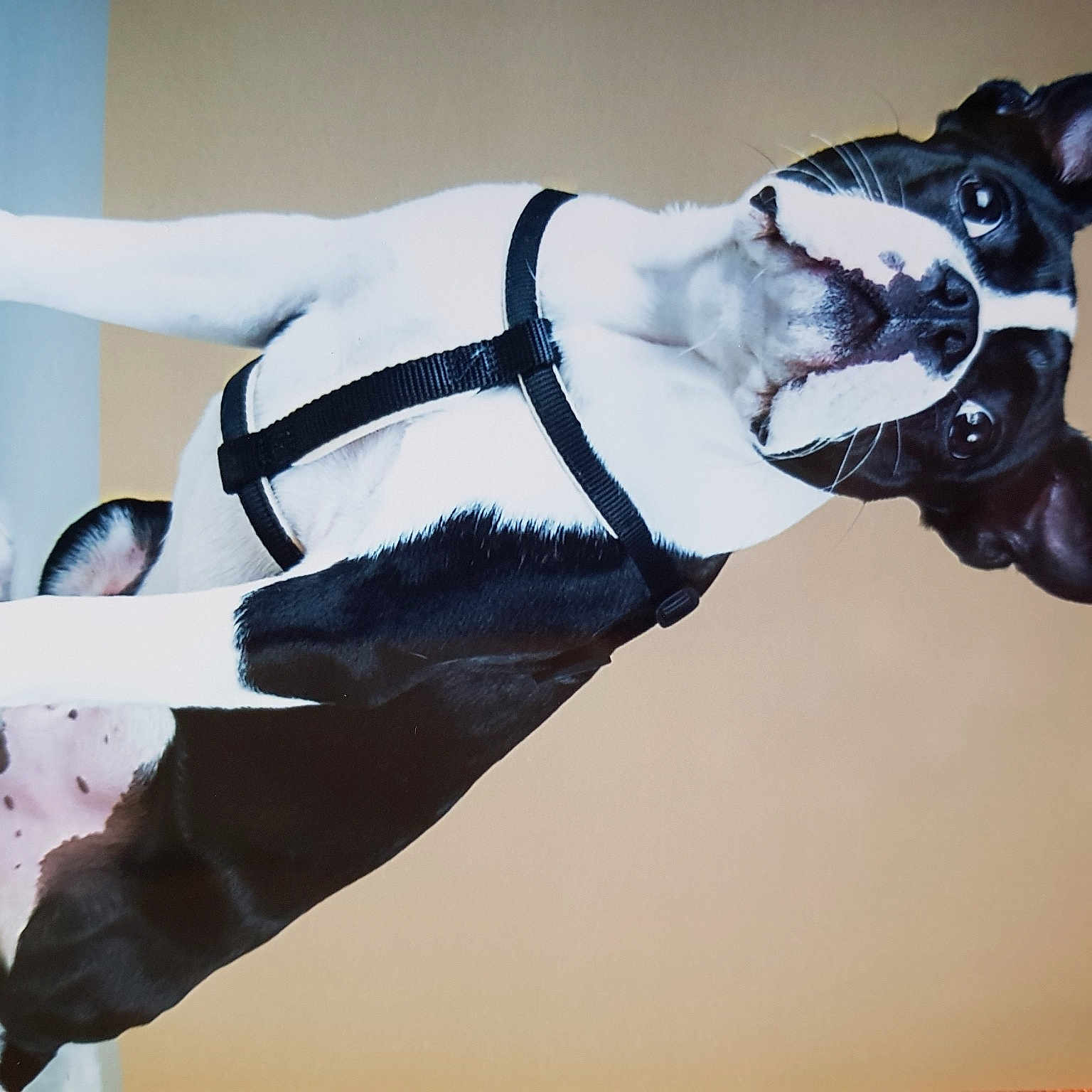 Nino Rockfou Lezgranzoreills