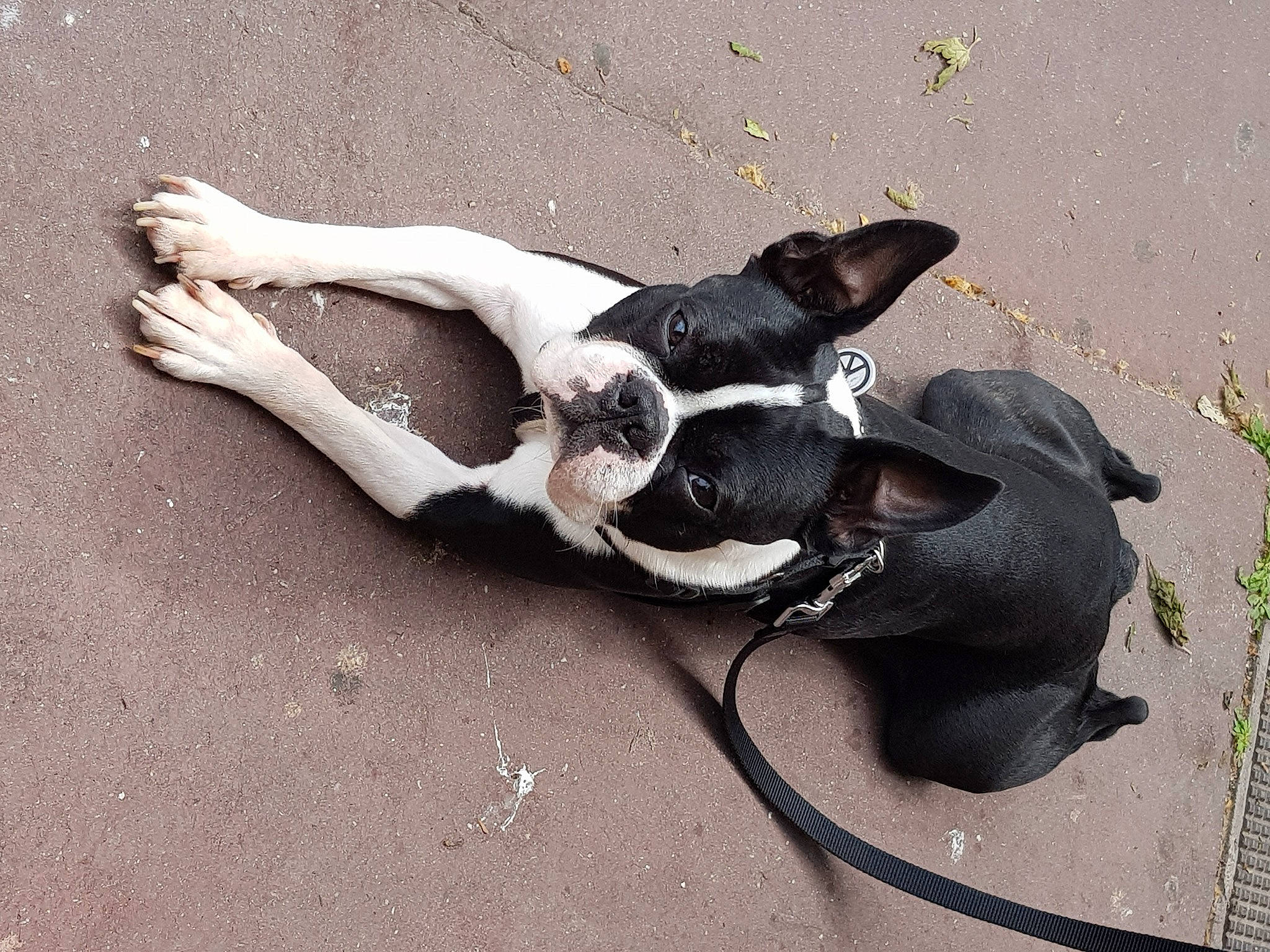 Nino Rockfou Lezgranzoreills participe au concours pour gagner de l'argent avec cette photo : art, canidae, carnivore, comfort, companion_dog, dog, dog_breed, eyewear, fawn, foot, fur, human_leg, knee, paw, pet_supply, shadow, sporting_group, tail, thigh, working_animal