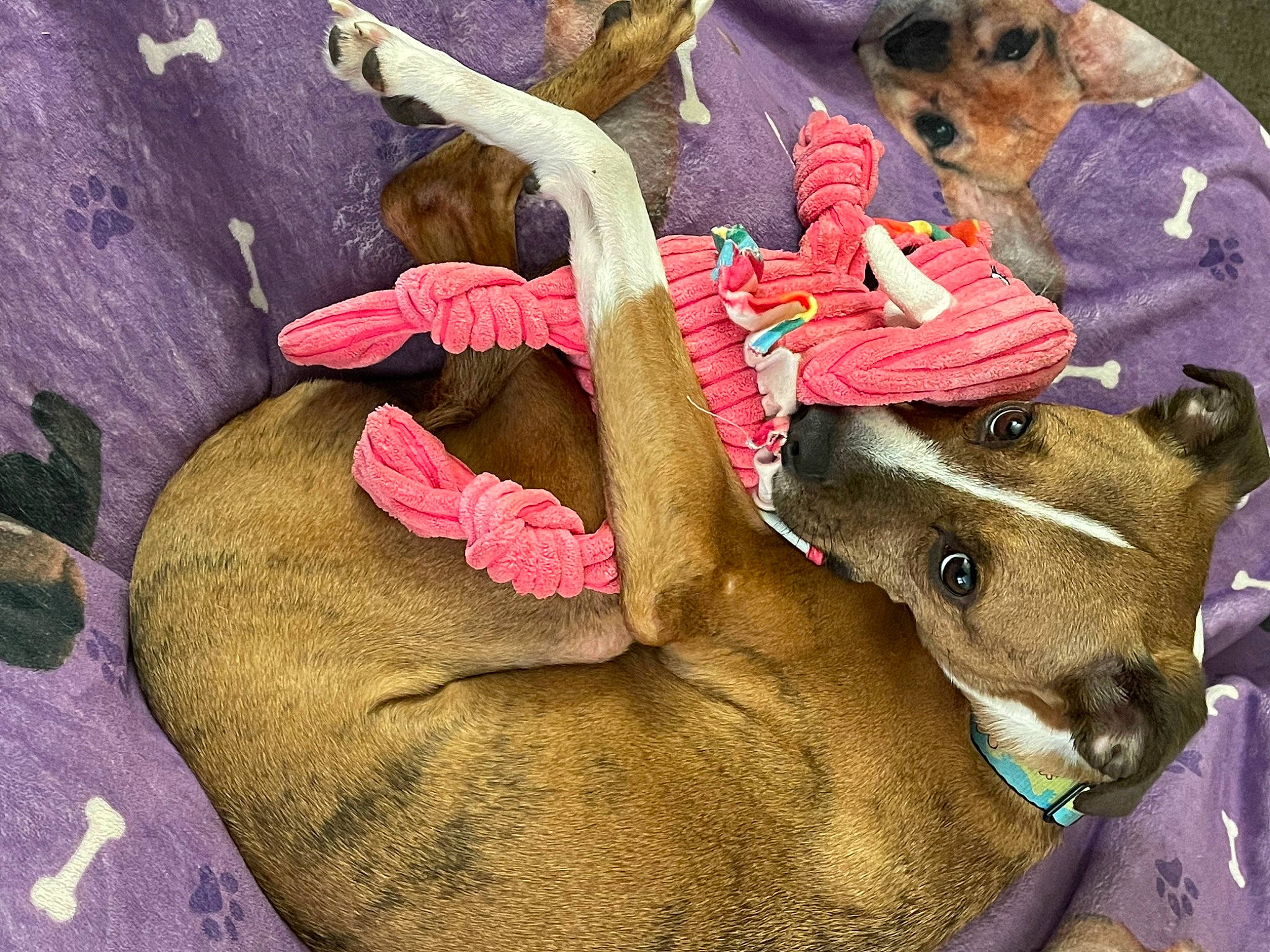 Jasmine joined the competition — help win amazing prizes! art, canidae, carnivore, companion_dog, deer, dog, dog_breed, fashion_accessory, fawn, felidae, fur, linens, magenta, organism, pink, snout, stuffed_toy, textile, whiskers, working_animal