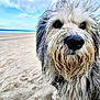 animal, beach, canine, close_up, coast, curious, daylight, dog, fur, nature, ocean, outdoor, pet, portrait, sand, scruffy, seaside, sky, snout, wet_fur