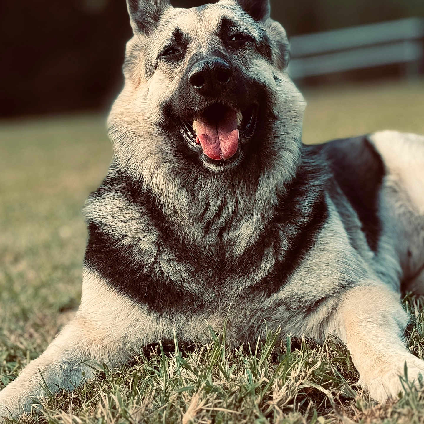 Oakley joined the competition — help win amazing prizes! animal, ball, bodypart, canine, dog, field, football, germanshepherd, grass, husky, lawn, mouth, person, pet, plant, puppy, soccer, soccerball, sport, tongue